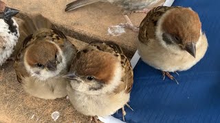 真夏のみたらし団子…全力で羽毛を密着させてくる ふわふわ赤ちゃん雀【midsummer dumpling  Sparrows】