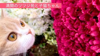 生まれて初めてのツツジを堪能する子猫ちゃん【スコティッシュフォールド】お散歩 My kitty enjoyed the azaleas in full bloom!