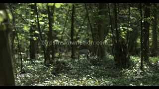 Goshawk Slow Motion Flies Low forest floor Shot on Phantom HD Gold - 4 Shots