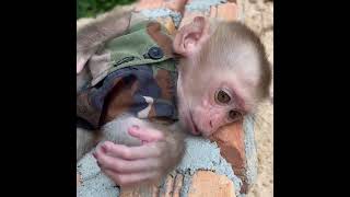 #baby monkey #baby monkeys #baby monkey Attacked #baby monkey crying #new born baby monkey