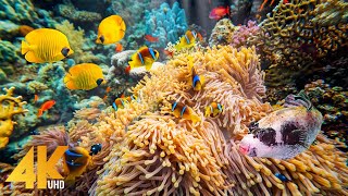 7 HRS Amazing Underwater World of the Red Sea - 4K Relaxation Video with Calming Music - Part #5