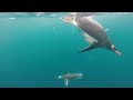 naughty antarctic penguin eats my gopro