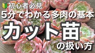 【多肉植物】5分でわかる多肉の基本　カット苗の管理方法　＃多肉＃多肉植物＃多肉の育て方