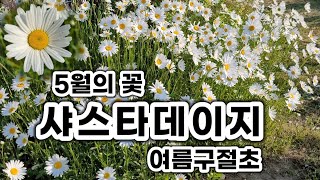 샤스타데이지 가 길가에 무성하게 피어있어요. 심어만 놓으면 무한번식 합니다. #샤스타데이지 #여름구절초 #무한번식 #정원가꾸기