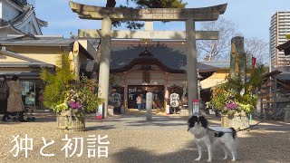 【狆と初詣】愛犬と初詣に行ってきました【犬と行けるお寺と神社】