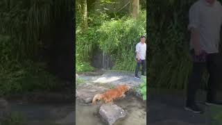 🐶🐶狗狗喜爱户外活动｜行走在大围山里，Rocky遇到溪水就跳进去，洗洗脚｜#狗狗 #dog