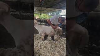 Sheep Shearing🐏Worker's process of trimming the sheep's wool,cleanning the sheep Short p91