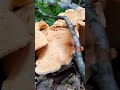 wood hedgehog hydnum repandum fungi mushroom funghi грибы гриб grzyby pilze nature