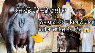 21 ਮਈ 2024📞8872962965  7973916616👉ਅੱਜ ਵੱਡੇ ਵੱਡੇ ਚੱਡੇ ਵਾਲੀਆ