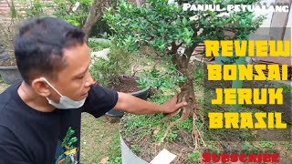 review bonsai seharga mobil, bonsai jeruk brasil punya bapak Bambang...