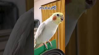 オカメインコとおしゃべり。まな板の上のパセリ。Cockatiel chatting. #Shorts