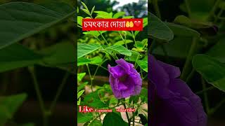 কত চমৎকার দোয়া🤲❤️❤️|| #islamicstatus #islamicvideo #videography #flowers #gardening #viralvideo