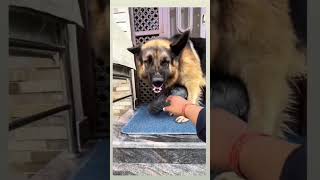 Funny videos, funny animals Hub, funny cats and dogs reactions, 🐕😄😆🤣😂, performance 🤣funny 🐕😄