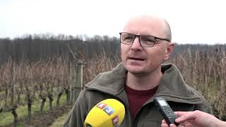 Derventa: U vinariji Đuričić osvještani vinogradi– 14.2.2023.