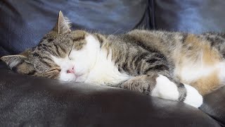 お昼寝するねこ。-Cats take a nap.-