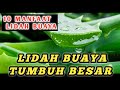 Manfaat Lidah Buaya Dan Tips Agar Lidah Buaya Tumbuh Besar @LeoZa Official