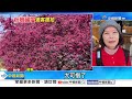 絕美櫻花爆開