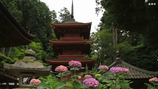 紫陽花の長命寺　2017　滋賀県近江八幡市