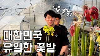 아마도 당신이 처음 보는 꽃밭🌷ㅣ귀한 구경 하고 가세요ㅣ식충 식물, 벌레 잡는 식물, 사라세니아