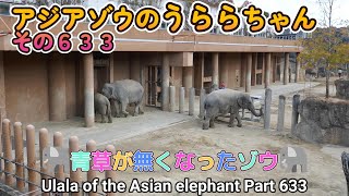 アジアゾウのうららちゃん（６３３）🐘青草がなくなったゾウ🐘（東山動植物園）Ulala of the Asian elephant Part 633