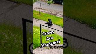 Crows Are Hardcore!