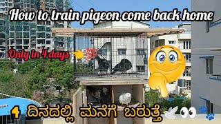 How to train pigeons to come back home only in 4to5 best in kannada 💯👈🤩