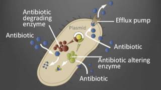 How do we combat antibiotic resistance?| Dag Berild | TEDxArendal