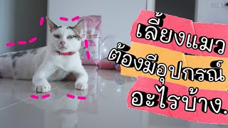 5 สิ่งที่ต้องเตรียมก่อนเลี้ยงแมว เริ่มเลี้ยงแมวต้องเตรียมอะไรบ้าง Pet supplies {Ep.7} | Calmly Cat