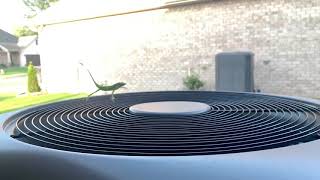 Flying green anole lizard on air conditioner