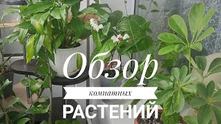 🌸ОБЗОР МОИХ КОМНАТНЫХ РАСТЕНИЙ🌺ЦВЕТЕНИЕ КЛЕРОДЕНДРУМА😍 Indoor flowers #обзоркомнатныхрастений