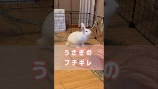 【衝撃】うさぎのブチギレ #うさぎ #rabbit #shorts #足ダン