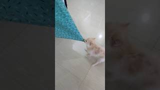 🤪মার নাইটিটা আজকে টেনে টেনে ছিড়েই দেবো।🤣 #shorts #shortsfeed #doglover #funny #trend #viral