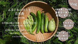 自然農の畑の「収穫」と夏野菜の「生育」〜それぞれの畑の実り〜　2024年8月3日