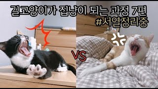 길고양이가 집냥이 되는 과정 7편-서열정리