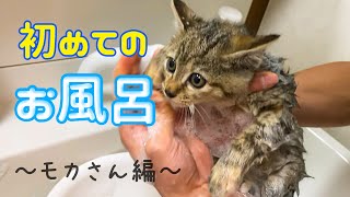 【保護猫】子猫初めてのお風呂で絶叫～モカさん編～