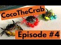 Unboxking Episode #4 - Westin Coco the Crab Seabream Fishing Lure Review