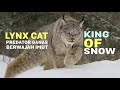 KUCING LYNX - Si Raja Salju yang Memukau