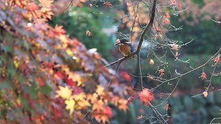 薬師池公園2020年バージョン