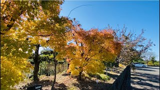 【紅葉】愛知県植木センター サンゴカク2024年11月中旬