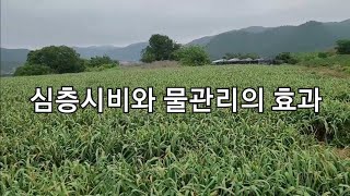 5월20일 오성농업 심층시비와 물관리의 효과