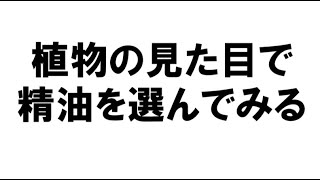 【精油の選び方】特徴類似説：植物の見た目で精油を選ぶ方法