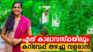 ഏത് കാലാവസ്ഥയിലും കറിവേപ്പ് തഴച്ചു വളരാൻ | Curry Tree | Mini's LifeStyle