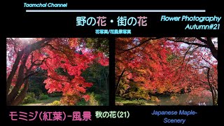 【花写真】花風景写真 秋の花㉑ モミジ風景 #73