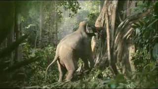 Funny Advertising Video Elephant - LG Electronics [from www.metacafe.com].flv