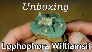 Unboxing Lophophora williamsii