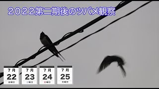 ２０２２第二期後のツバメ観察　７月22〜25日