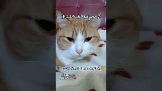 野良猫だったりぼんちゃん🎀 #music #bgm #cat #野良猫関連 #猫のいる暮らし #猫のいる生活 #猫好きさんと繋がりたい #元野良猫