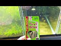 how to breed boesemani rainbowfish gary lange s strain