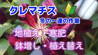 クレマチス初心者🔰冬の一連の作業　地植え・寒肥・鉢増し・植え替え