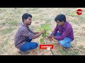 அத்திப்பழம் சாகுபடி 6 மாதத்தில் பலன்கொடுக்கும் athi palam organic fig fruit farm in tamilnadu